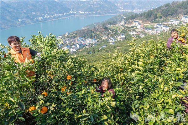 千年“橘颂” 从屈原故里走向世界