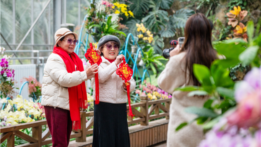 “好巳花升”绘兰图 武汉植物园花漾年味迎新春