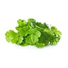 Coriander