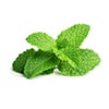 Mint leaves