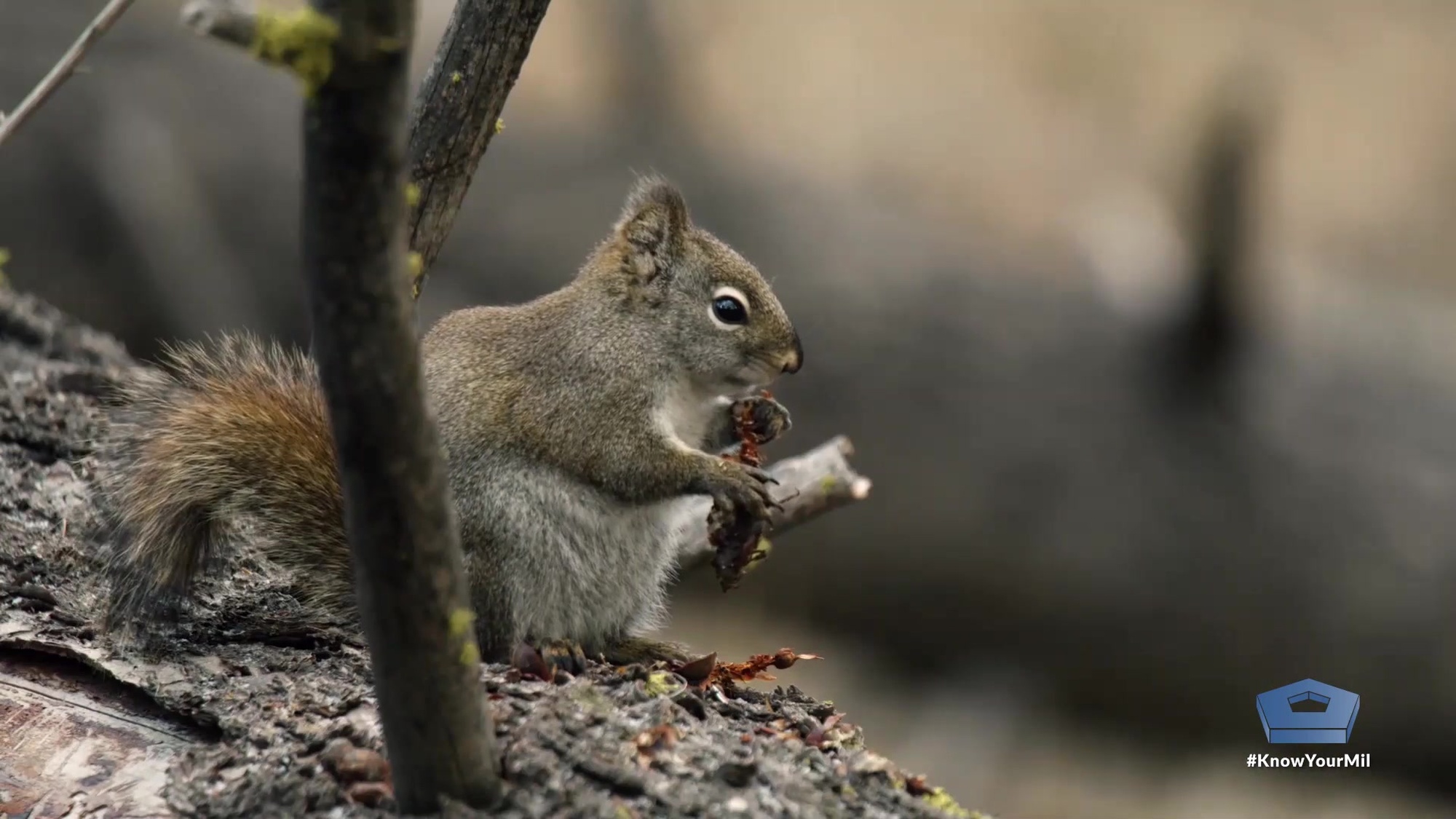 A squirrel crouches by a tree.