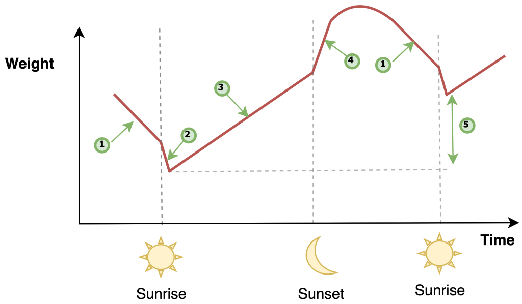 Figure 3 A hive's major events over 24 hours