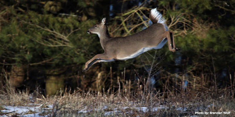 Maryland’s Primitive Deer Hunt Scheduled for February