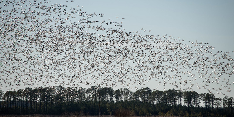 Department of Natural Resources Expands Dead Wild Bird Collection Efforts Due to Highly Pathogenic Avian Influenza