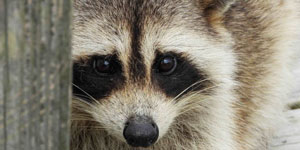 A raccoon looks on at a park structure. Photo: Cory Byrne