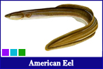 Amercan Eel