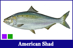 American Shad