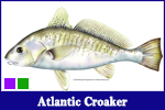 Atlantic Croaker