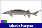 Atlantic Sturgeon