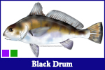 Black Drum