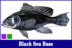 Black Sea Bass