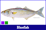 Bluefish