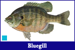 Bluegill