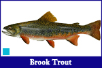 Brook Trout