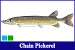 Chain Pickerel