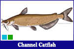 Channel Catfish