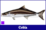 Cobia