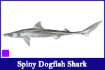 Spiny Dogfish Shark