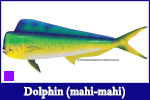 Mahi Mahi