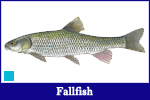 Fallfish