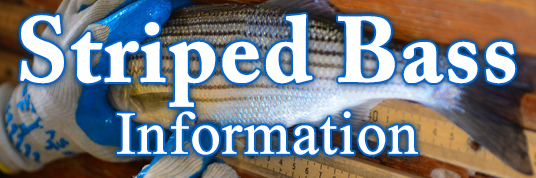 FishingStripedBassInfoBanner.jpg