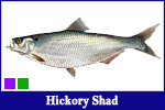 Hickory Shad