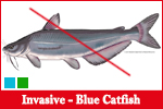 Blue Catfish