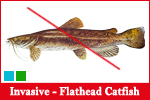 Flathead Catfish