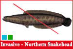 Chesapeake Channa - Northern Snakehead