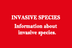 Invasive Fish