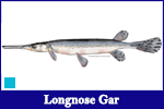 Longnose Gar