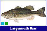 Largemouth Bass