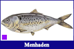 Menhaden