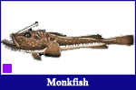 Monkfish