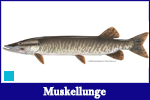 Muskellunge