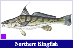 Kingfish