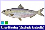 River Herring - Alewife and Blueback Herring