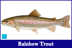 Rainbow Trout