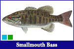 Smallmouth Bass