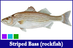 Striped Bass