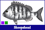 Sheepshead