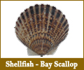 Bay Scallop