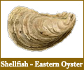 Eastern Oyster