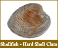 Hard Shell Clam