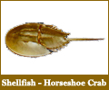 Horseshoe Crab