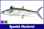 Spanish Mackerel