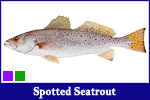 Spotted Seatrout