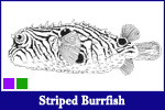 Striped Burrfish