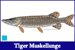 Tiger Muskie