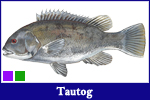 Tautog